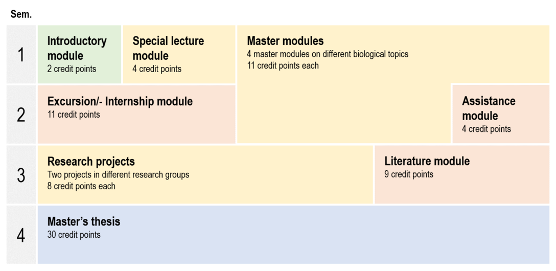 Table with typical study plan from first to fourth semester