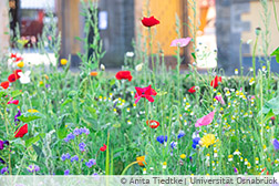 Mohnblumen, Kornblumen und weitere bunte Blumen im Beet im Schloss-Innenhof