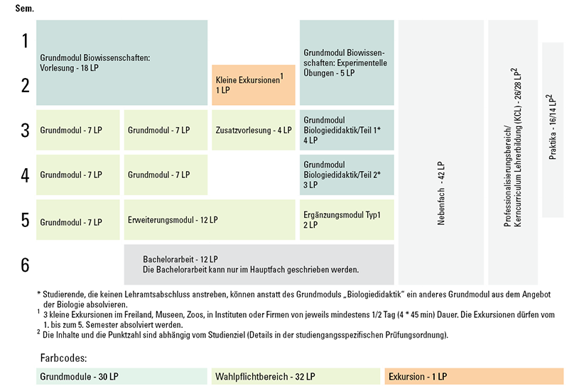 Grafik Exemplarischer Studienverlaufsplan Biologie Hauptfach Lehramt Gymnasium